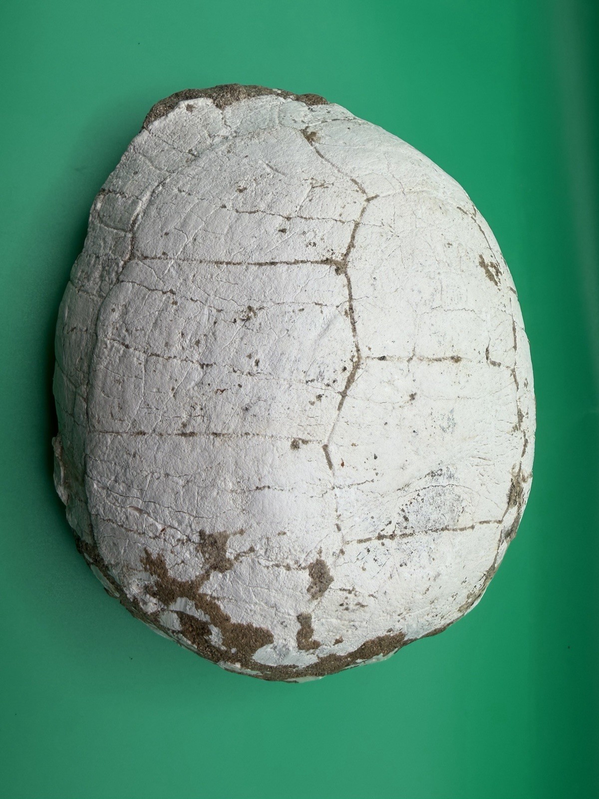 Turtle Shell Fossil High Quality - Unknown Locality Turtle Shell Fossil High Quality - Unknown Locality