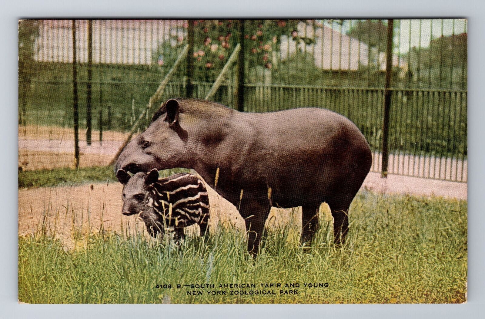 New York NY-New York, New York Zoological Park S American Tapir Vintage Postcard