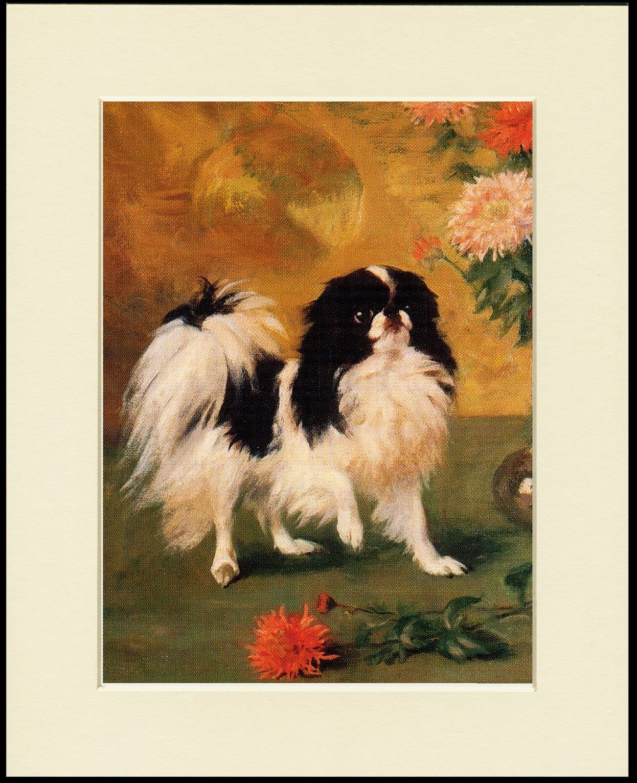 JAPANESE CHIN SPANIEL LOVELY LITTLE STANDING DOG PRINT MOUNTED READY TO FRAME