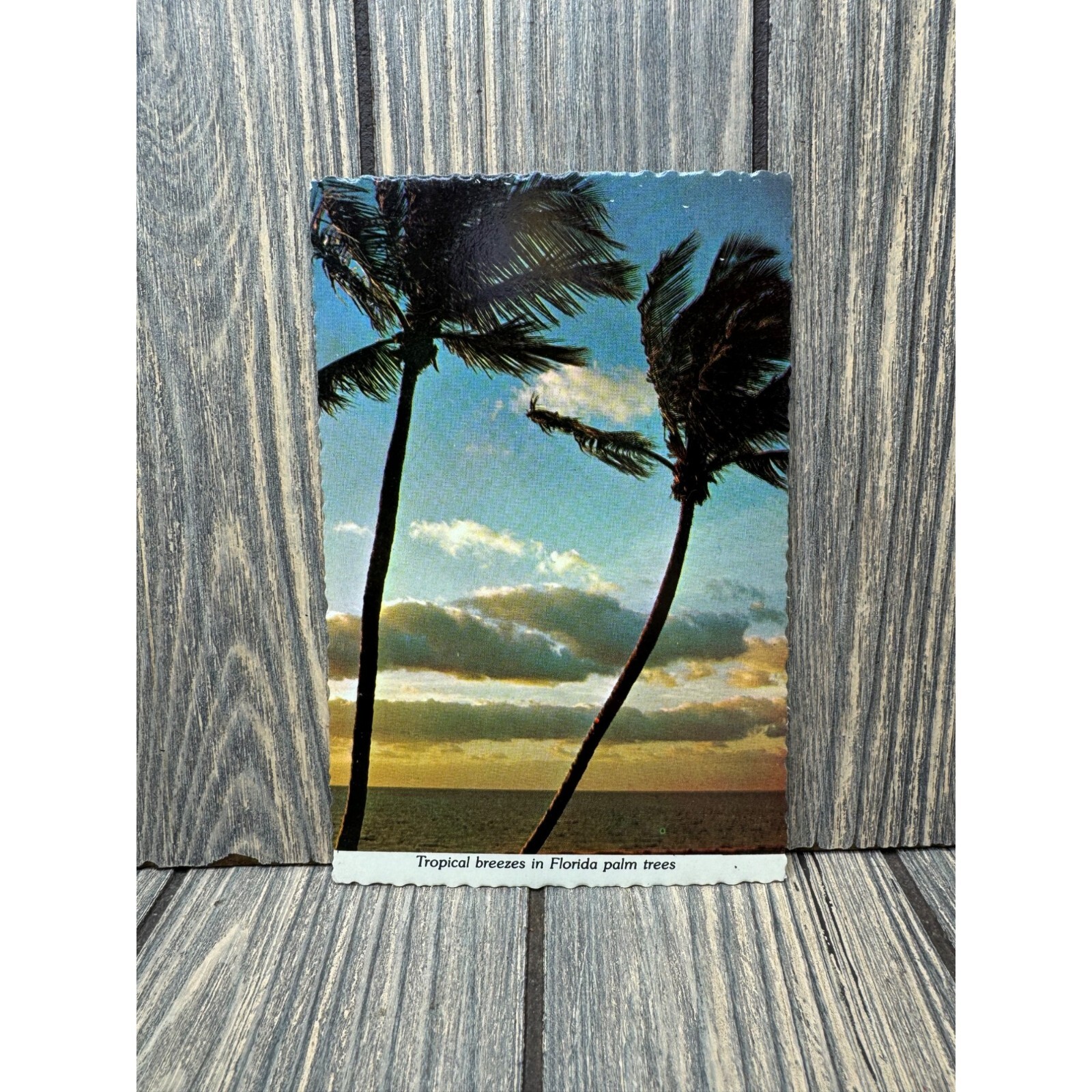 Vintage Postcard Tropical Breezes In Florida Palm Trees Vintage Postcard Tropical Breezes In Florida Palm Trees