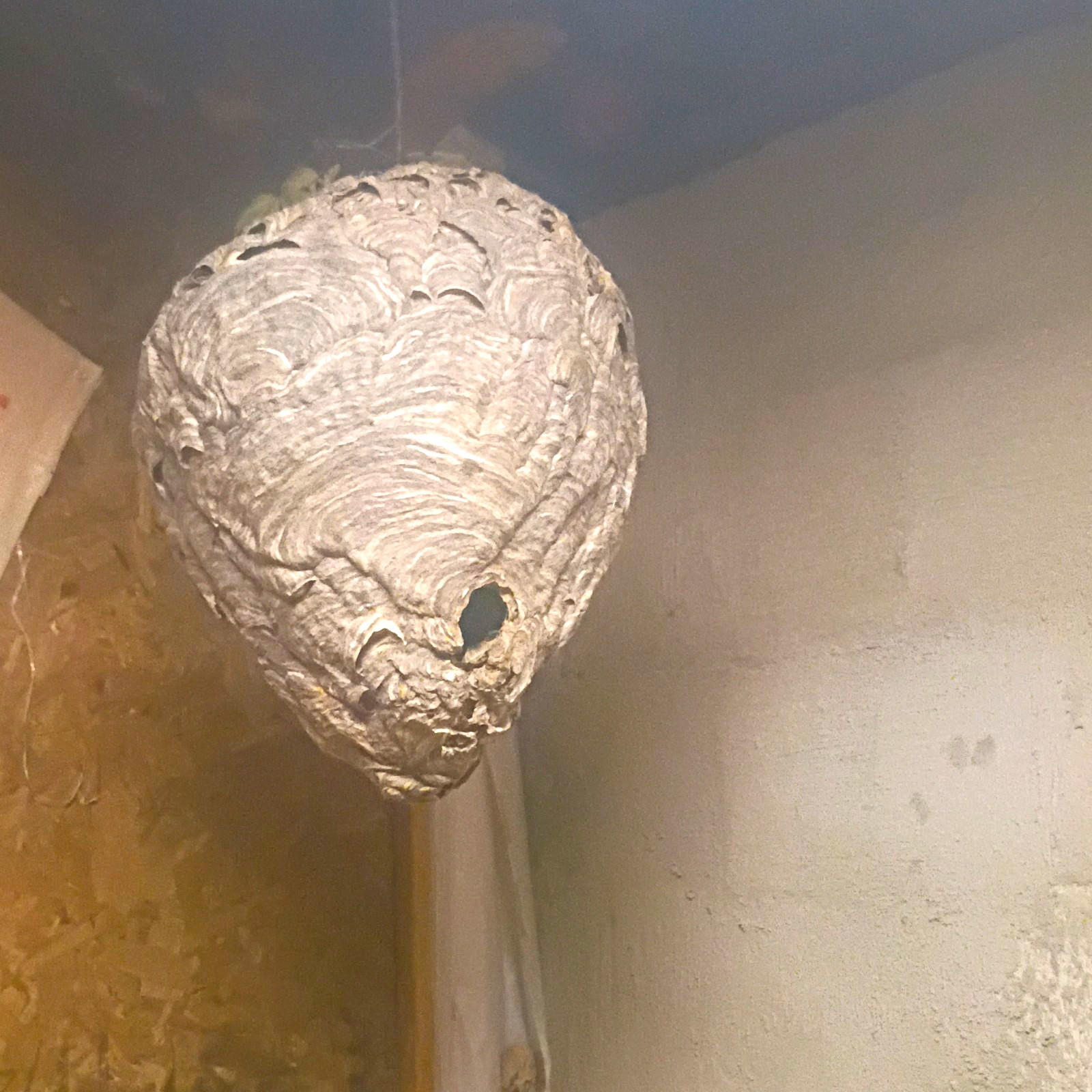 bee hive 