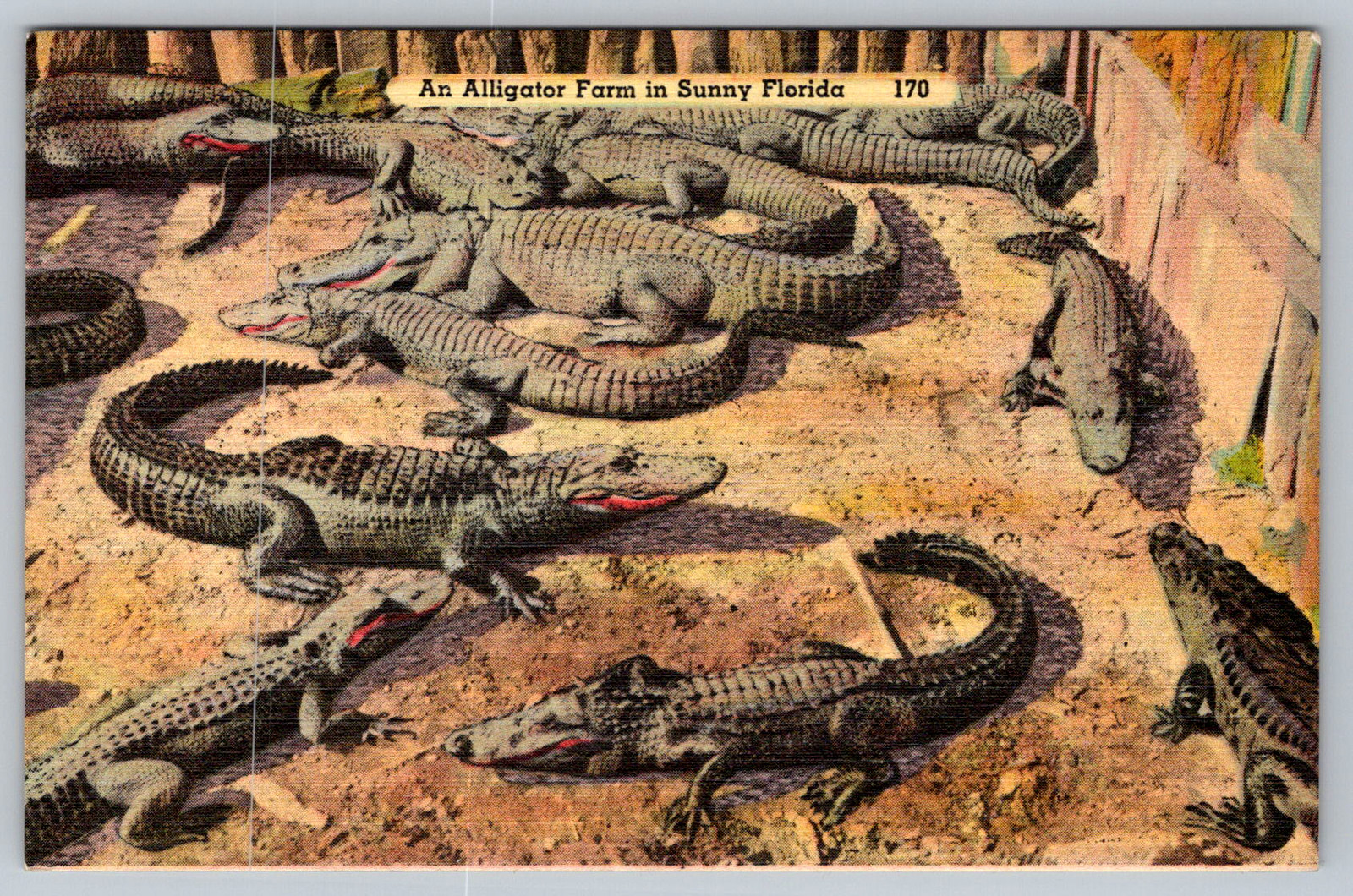 c1940s Alligator Farm Sunny Florida Vintage Postcard