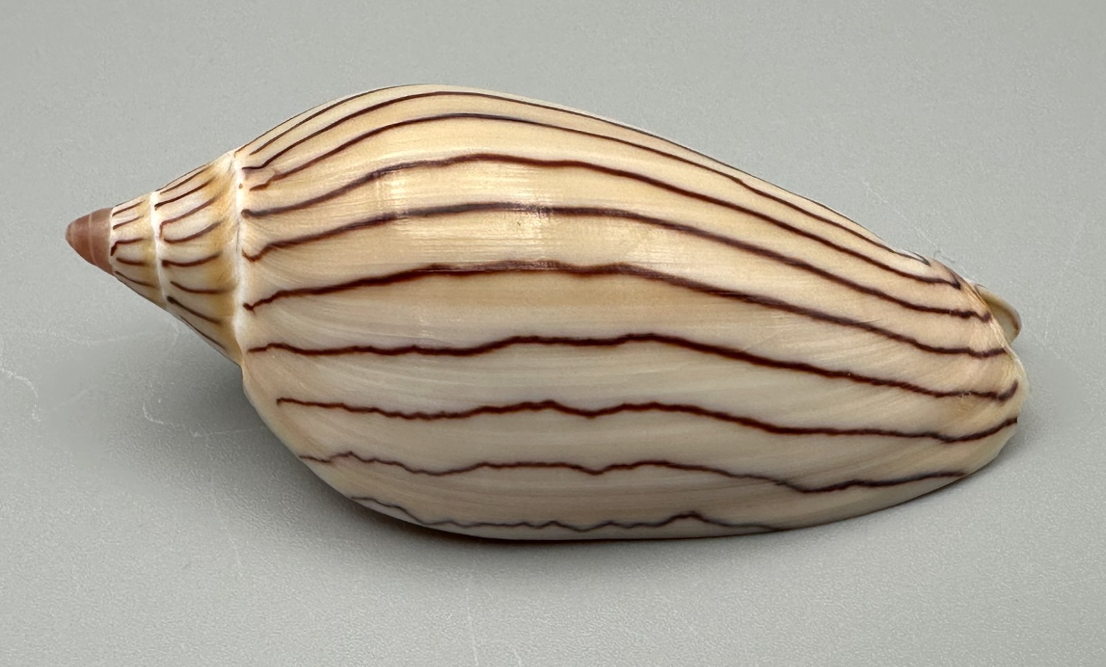 Amoria ellioti 75.5mm GEM Volute Shell Port Hedland Western Australia