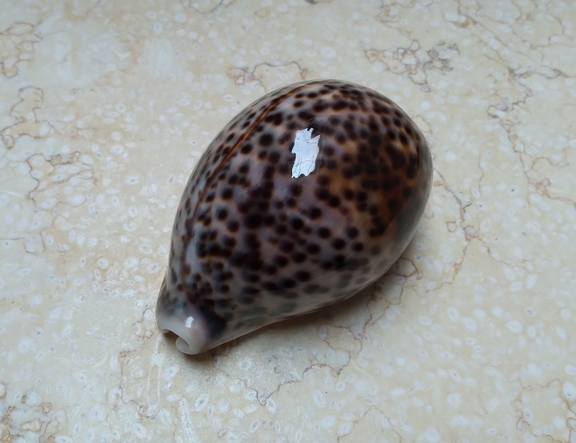 F Cypraea Pantherina Natural stunning F++++ 85.1mm natural glossy red sea shell