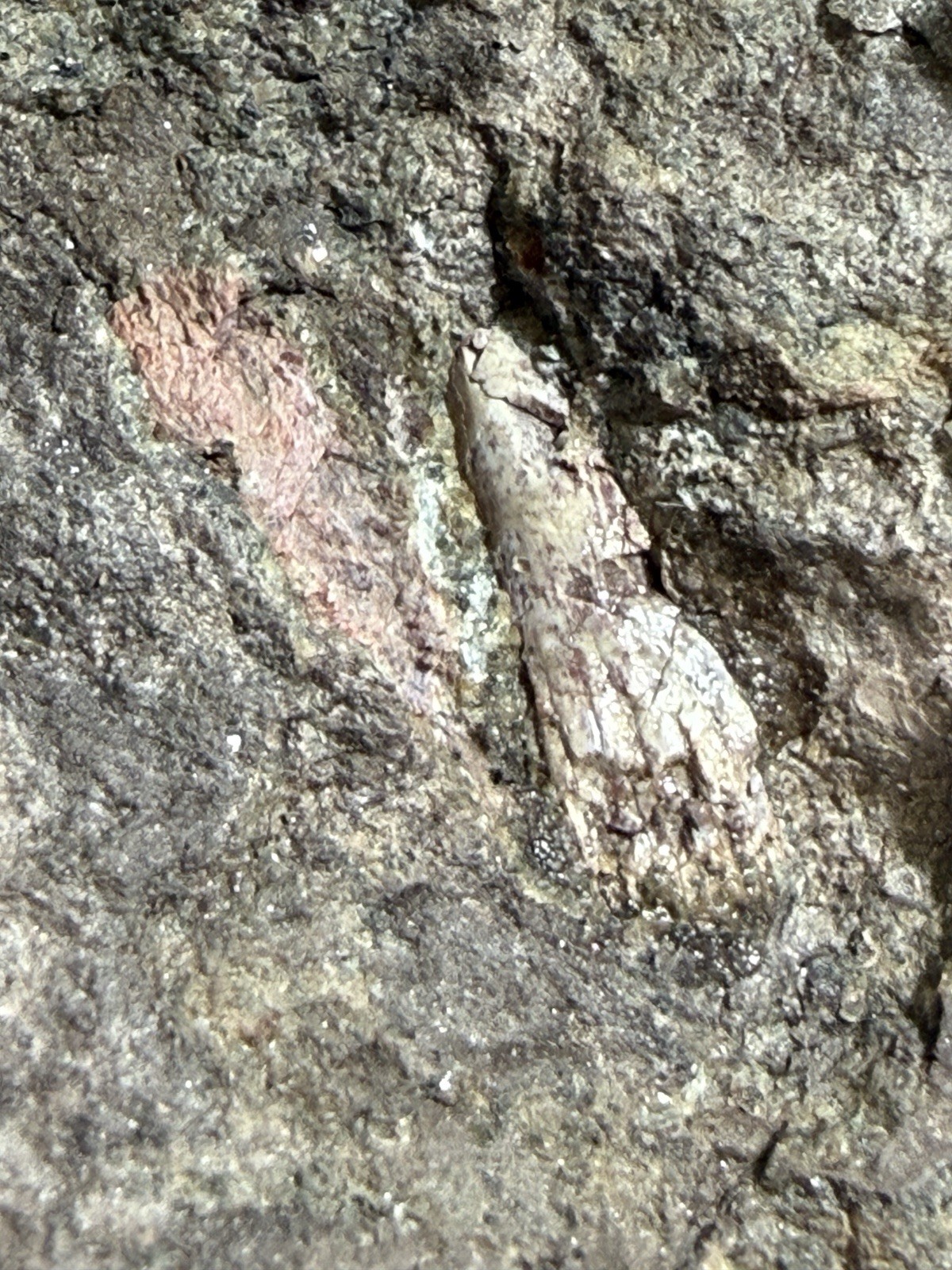Hyneria Tooth Fossil in Matrix Late Devonian Red Hill Pennsylvania f21