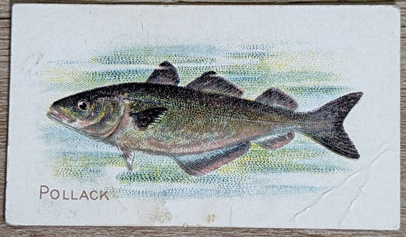 1910 T58 American Tobacco Fish Series Pollack