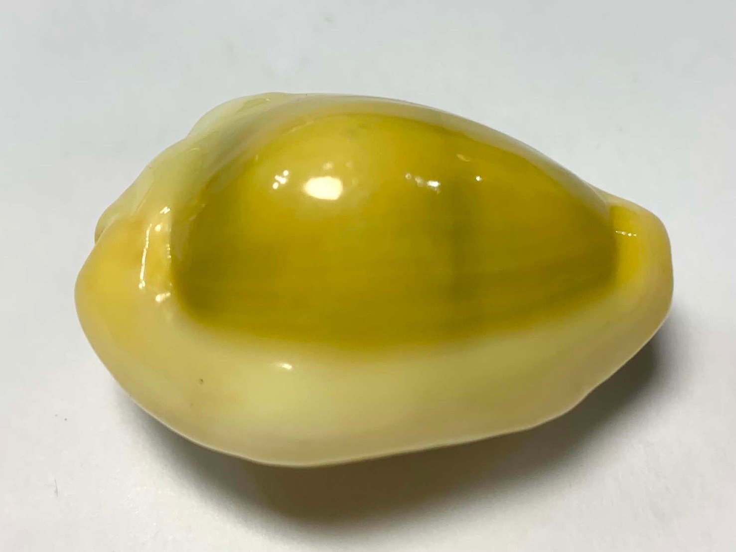 Formosa/SEASHELL/Cypraea moneta 37.1mm.Tanzania