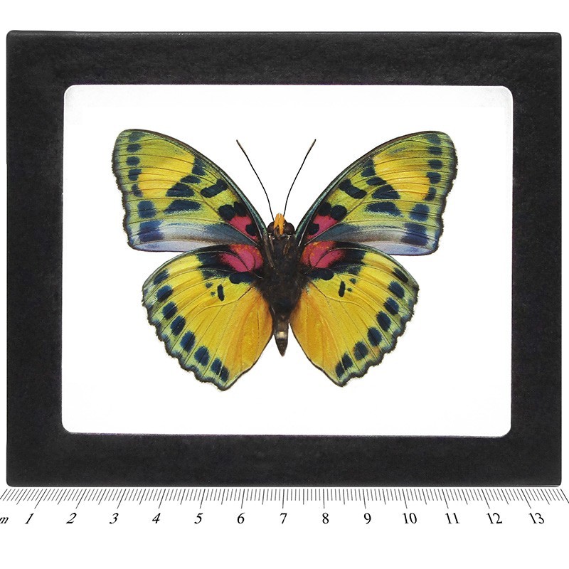Euphaedra blue green red verso butterfly Africa FRAMED