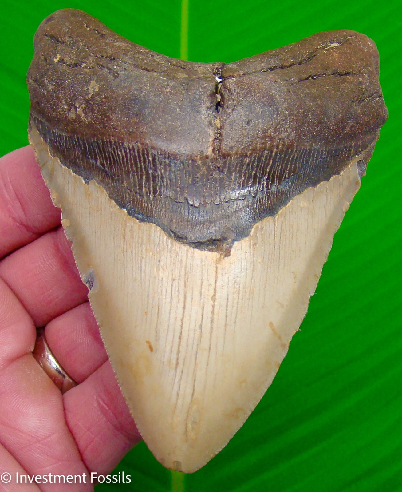 Megalodon Shark Tooth 4.64” Real Fossil -   Big XL Sharks Teeth - NO Restoration