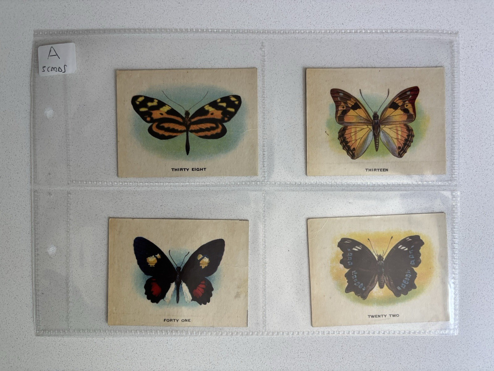 Harry Horne Co 1920s Large Size Cards Butterflies Canada Lot of 17