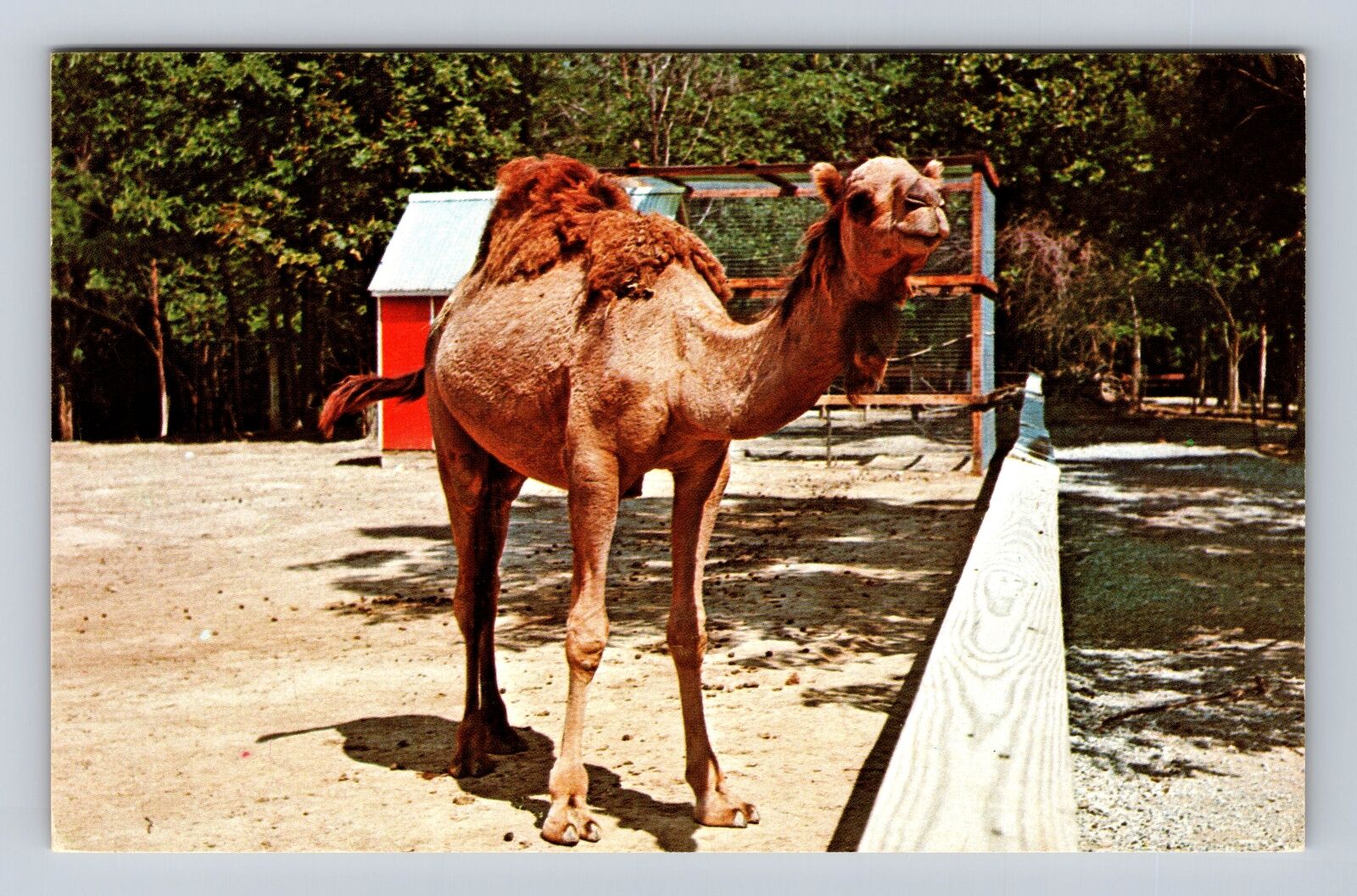 Parke County IN-Indiana, Dromedary Camel, Zoo Farm, Vintage Souvenir Postcard