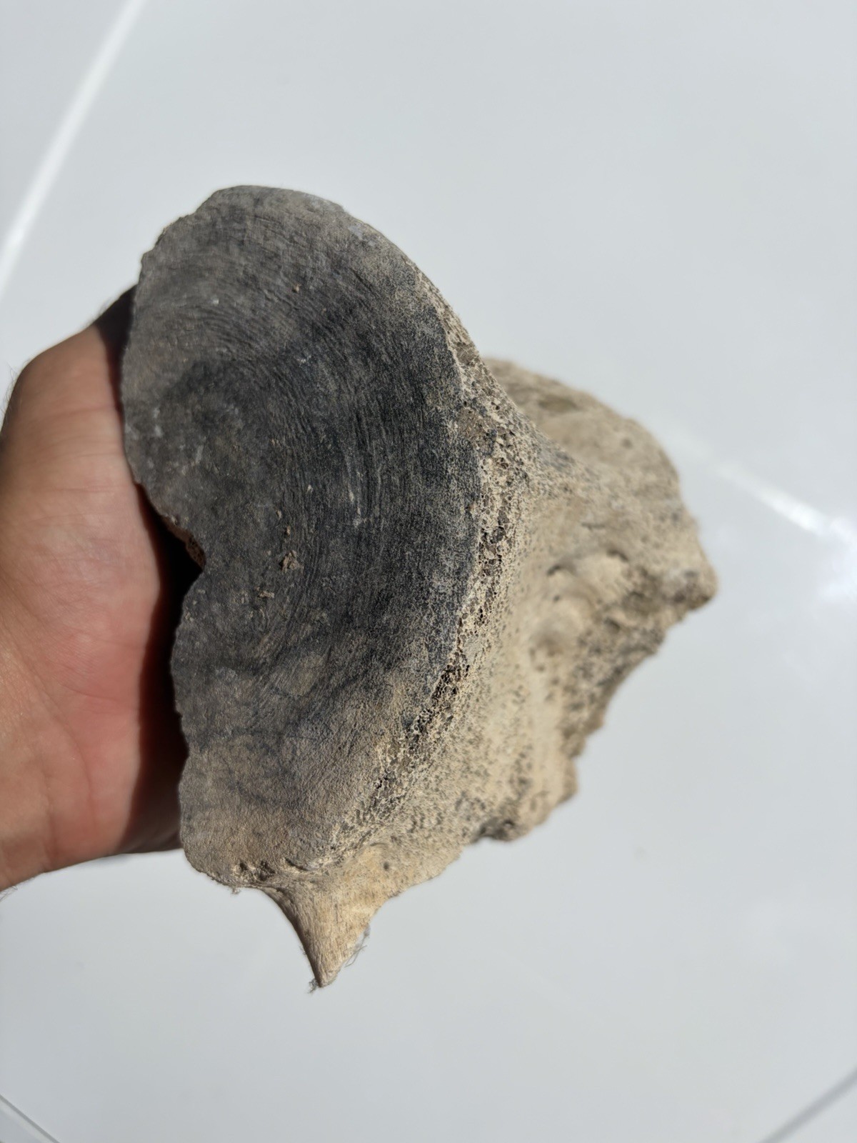 FOSSIL LEVIATHAN BACKBONE PARTIAL VERTEBRA FOSSIL MEGALODON ERA