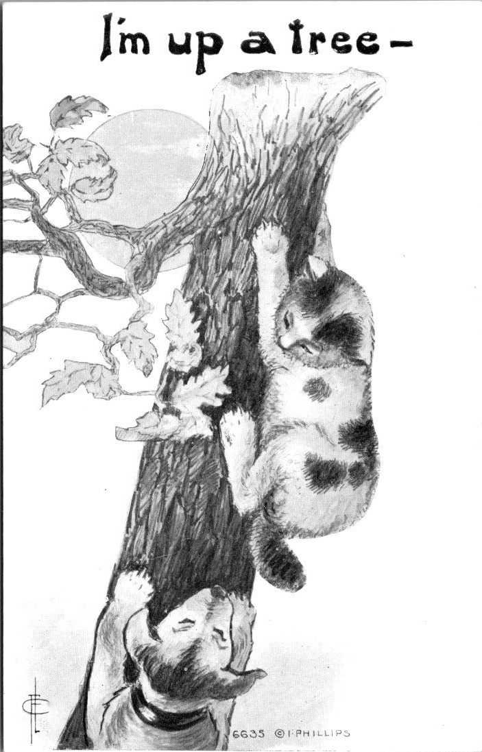 I\'m Up A Tree Cat Chased By Dog A/S I Phillips  postcard NP4