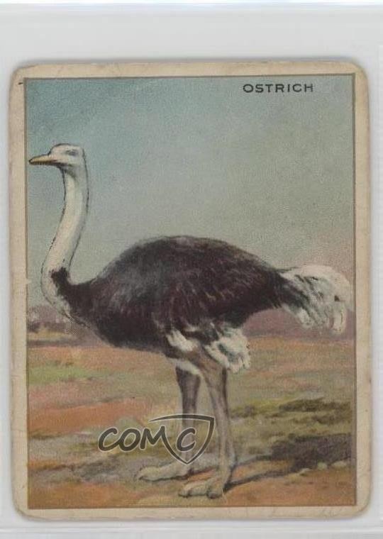 1909-11 Hassan Animals Series Tobacco T29 Ostrich 0l4h