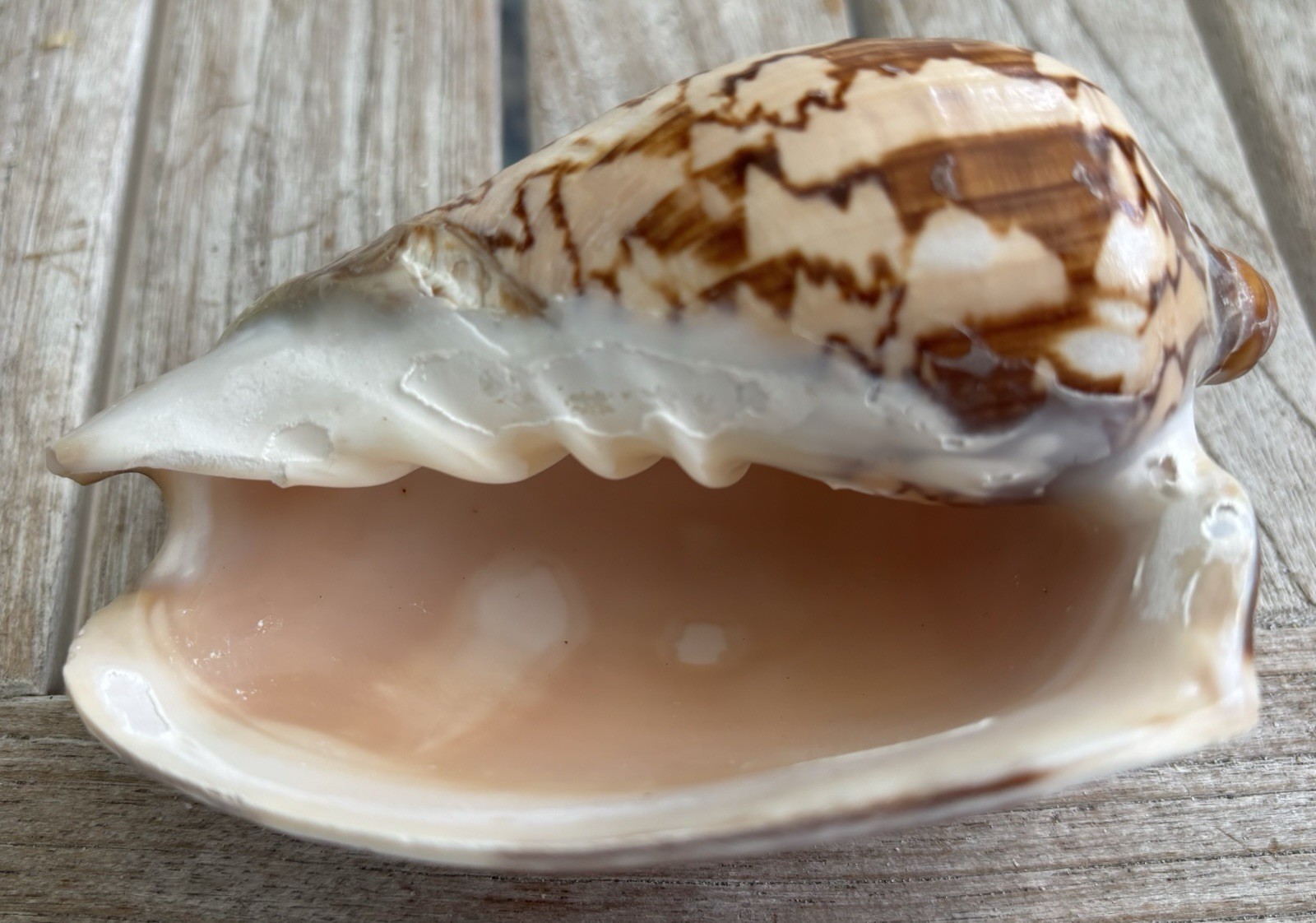 Large Patterned Conch Seashell Brown Cream Collectible w/ Ruler ~4 in Large Patterned Conch Seashell Brown Cream Collectible w/ Ruler ~4 in