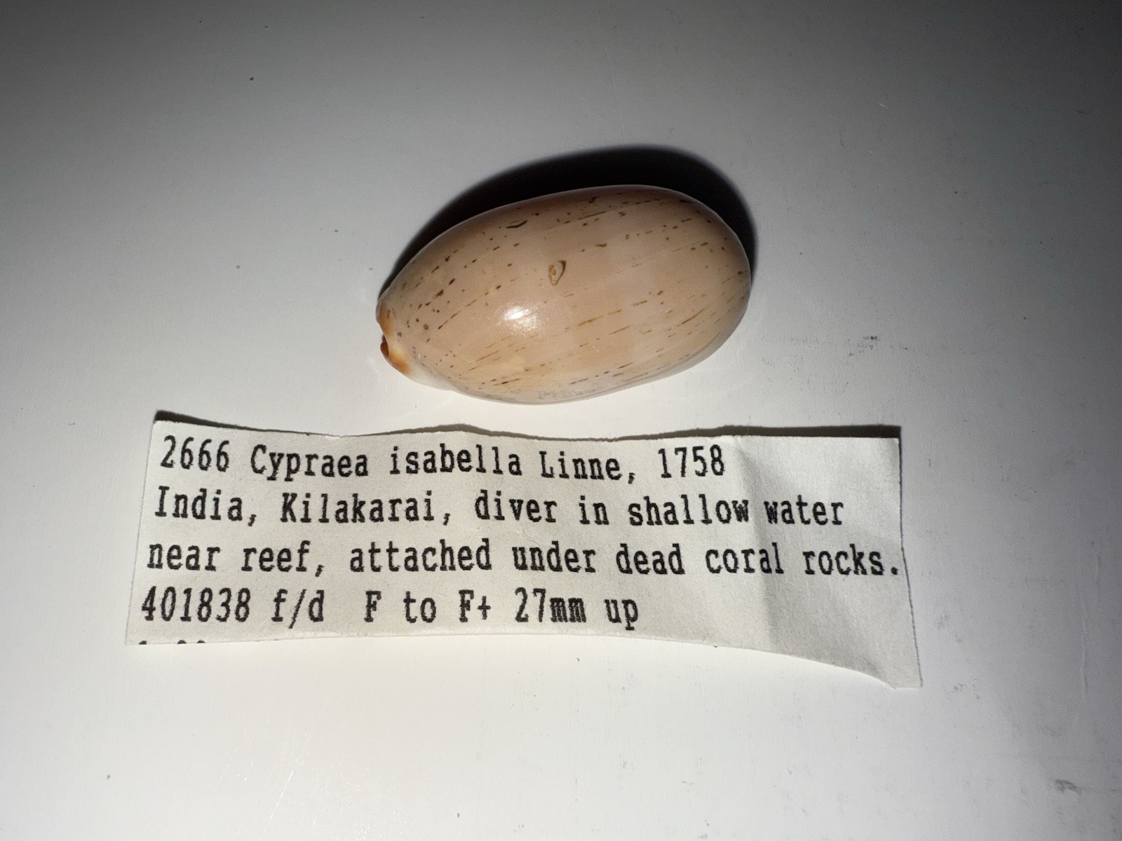 Cypraea Isabella Cowrie Shell