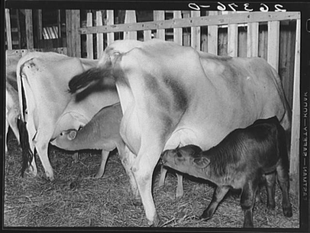 Photo:Indiana Wabash Farms Dairy Barn Cows and Calves 1900s
