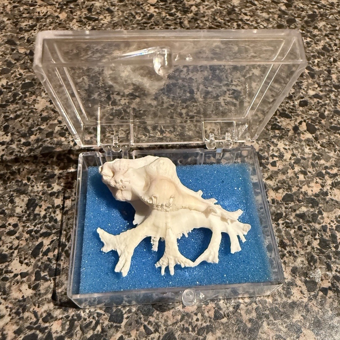 Rare Hawaiian Pele’s Murex Shell Collectible with Display Case Included 