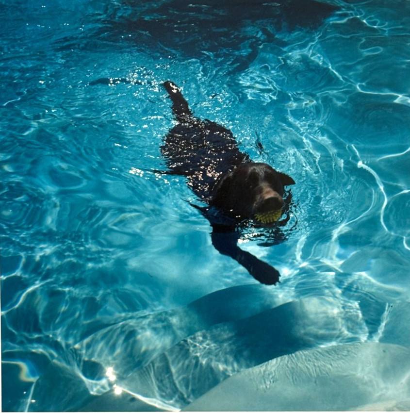 Dog in Water (Labrador?) 14x11 Fine Art Photo-C.1980s-Mark Bugzester (1954-2025)