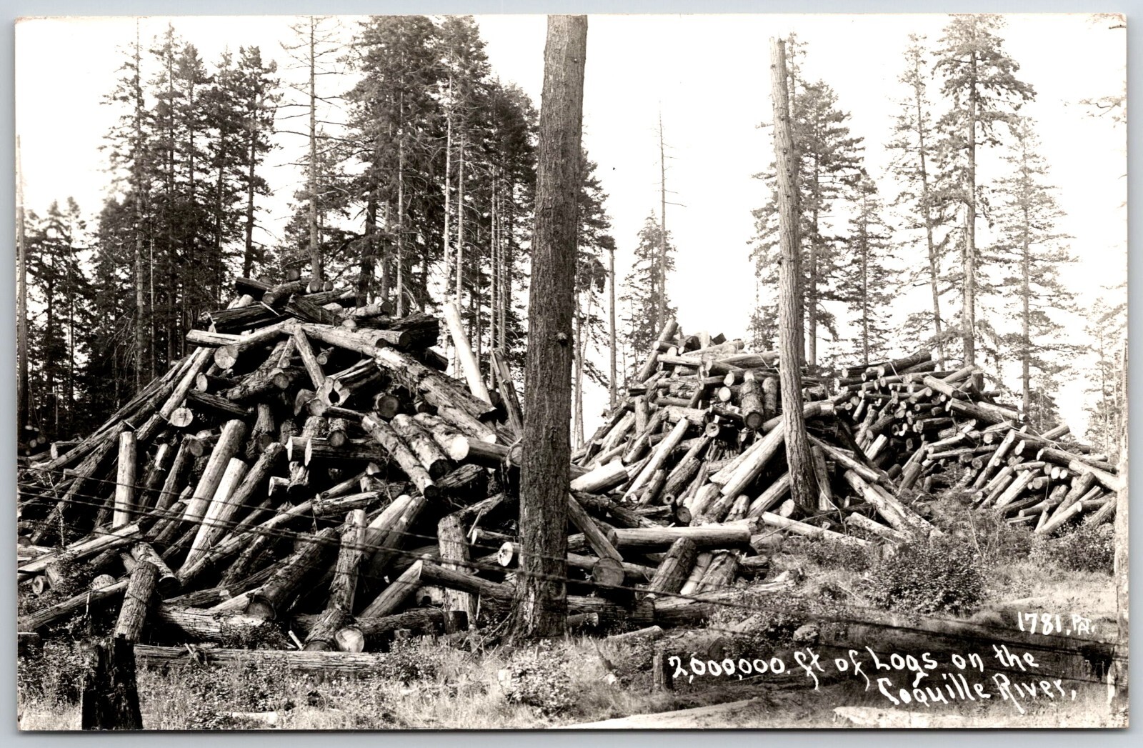RPPC Real Photo 2,000,000 feet of Logs on Coquille River OR Oregon 1930s-1940s RPPC Real Photo 2,000,000 feet of Logs on Coquille River OR Oregon 1930s-1940s