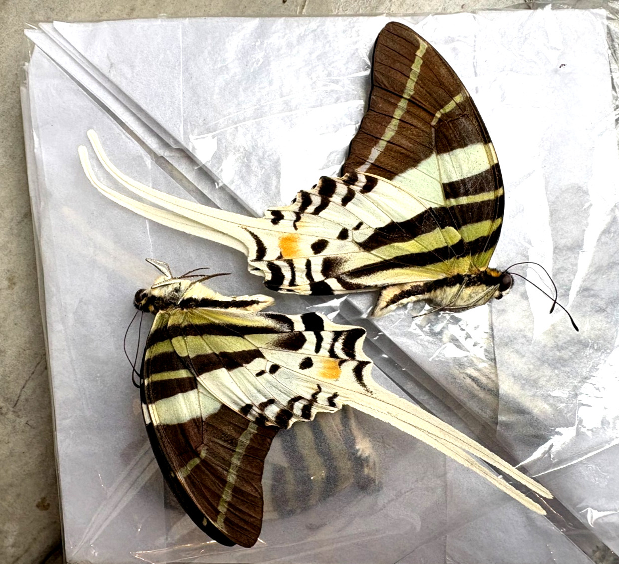 GRAPHIUM ANDROCLES- PAIR of PRISTINE A1 GIANT SWORDTAILS, HUGE & UNSPREAD