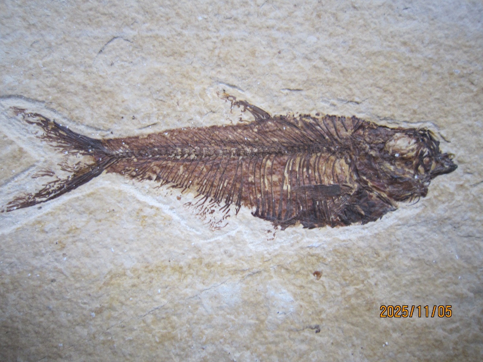 Great Diplomystus dentatus Fossil Fishes Green River Formation Wyoming