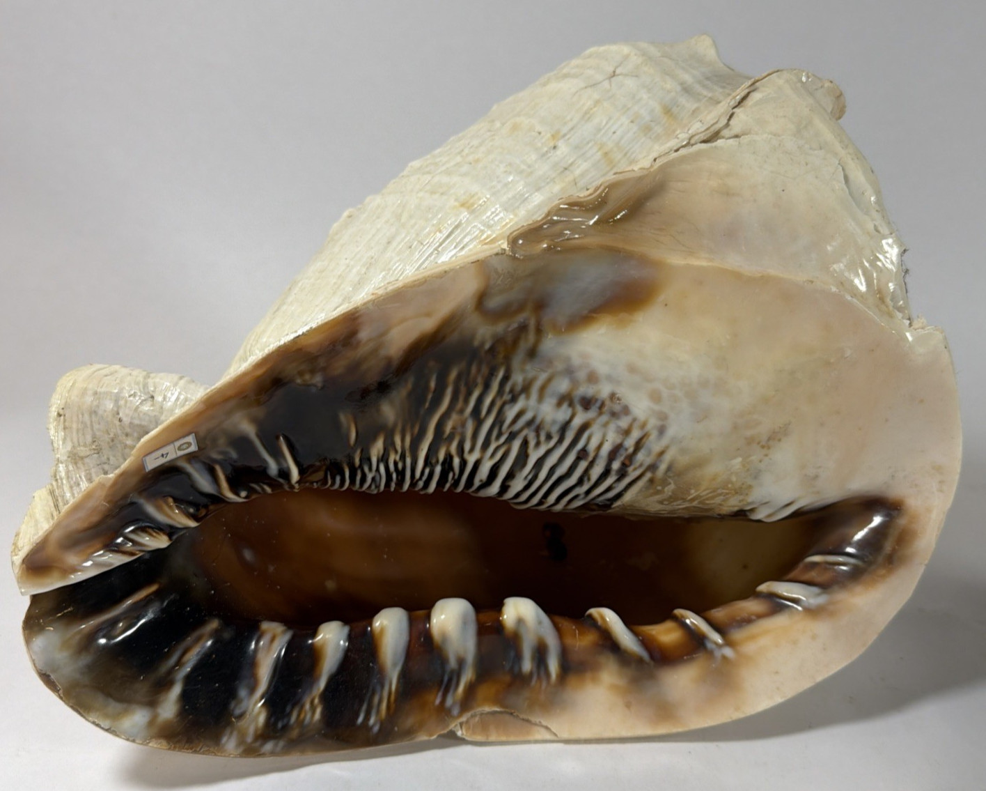Large Horned Queen’s Helmet Conch Sea Shell, 4 lbs, 12-inch Long