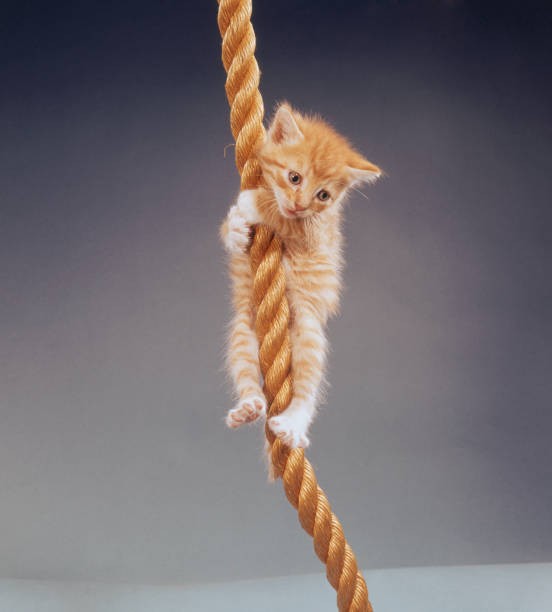 Ginger kitten clings desperately to a hanging rope circa 1960 Old Photo