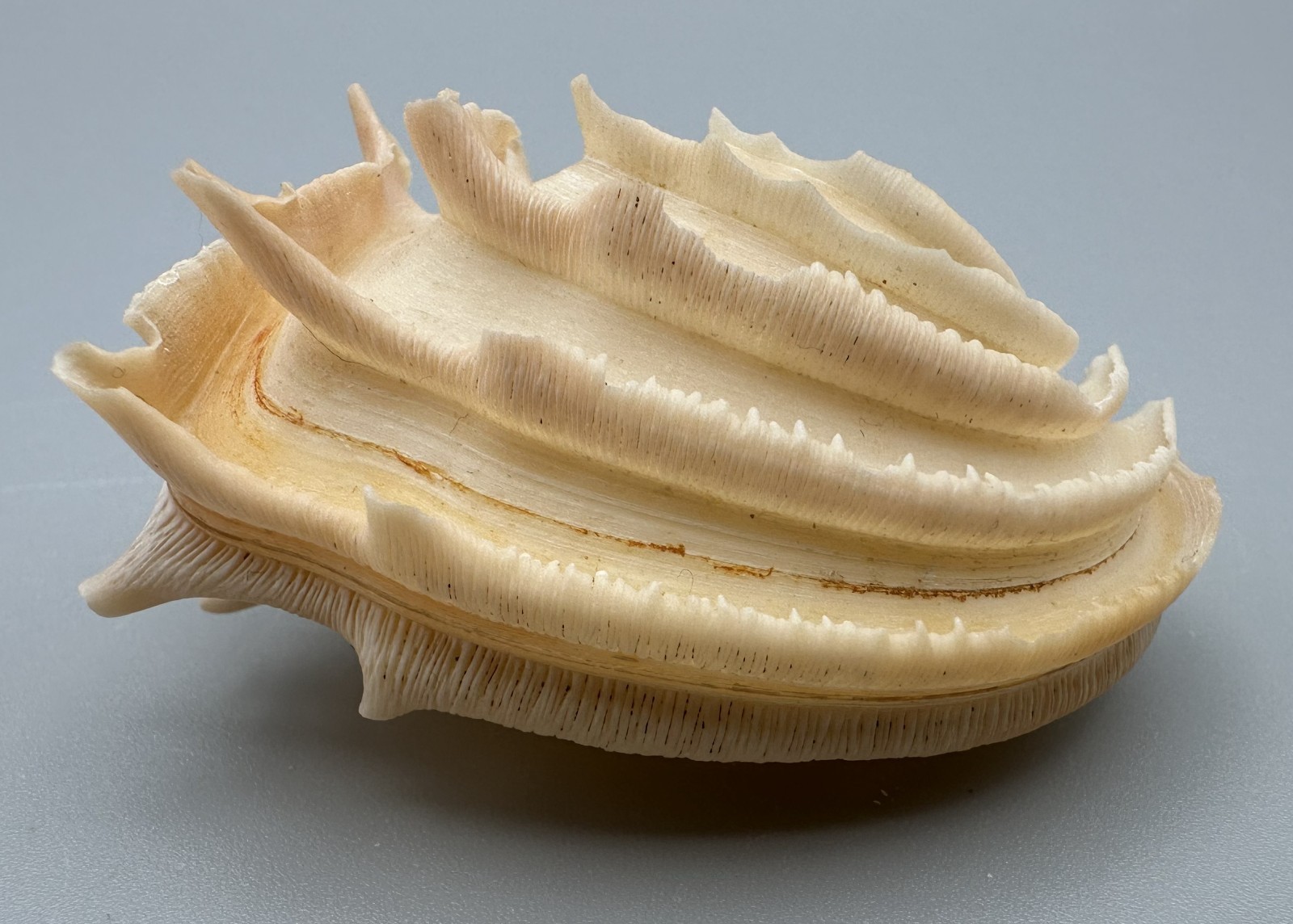 Bassina disjecta Callanaitis 51.92mm Wedding Cake Sea Shell Tasmania with Data
