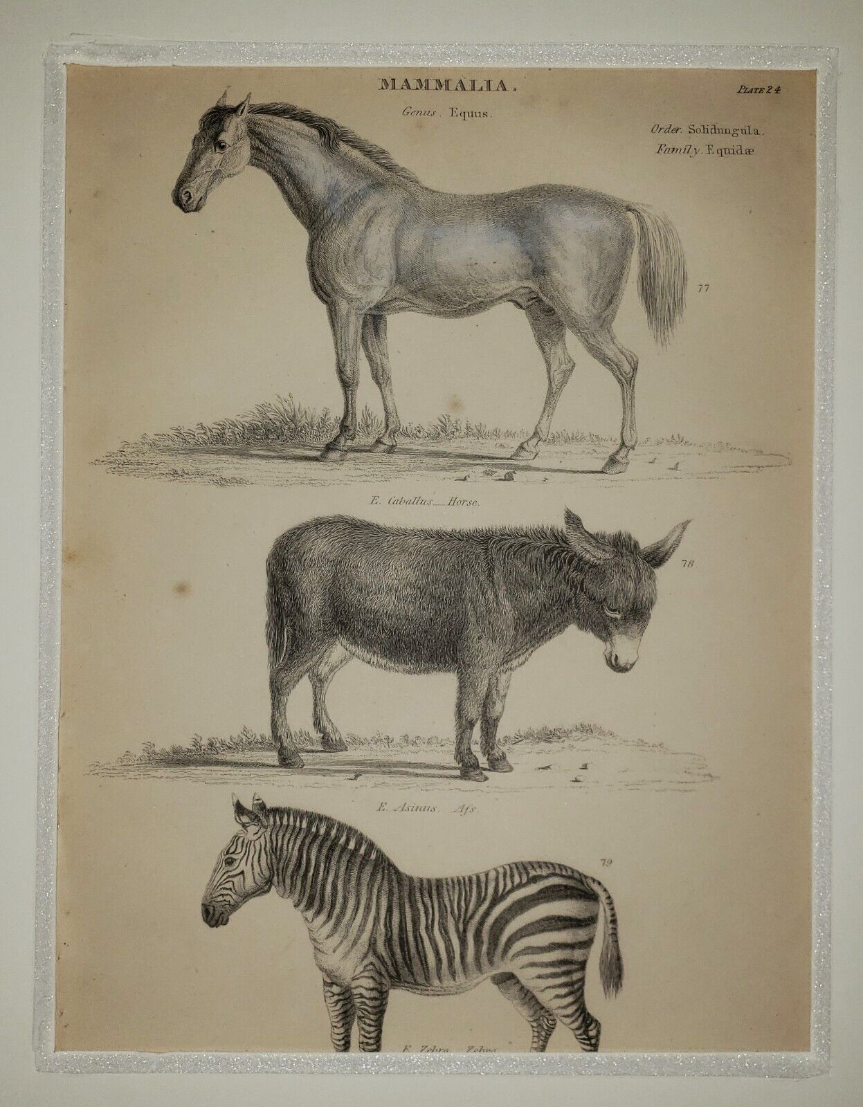ALEXANDER FRANCIS LYDON (1836–1917) Original ANTIQUE Colored Engraving Zebra