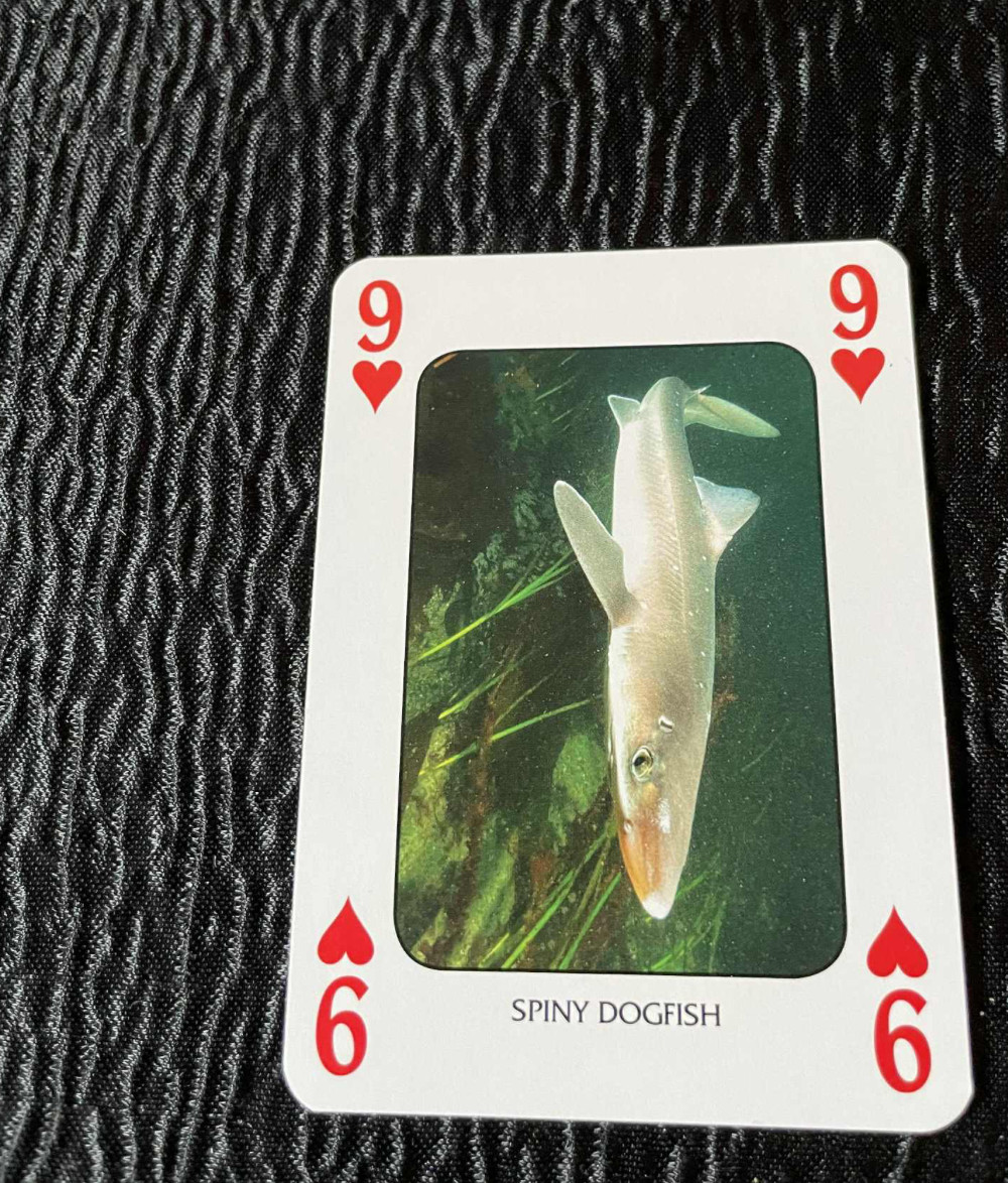 Spiny Dogfish Pacific NW One Playing Card Discover Marine Life Nine Hearts