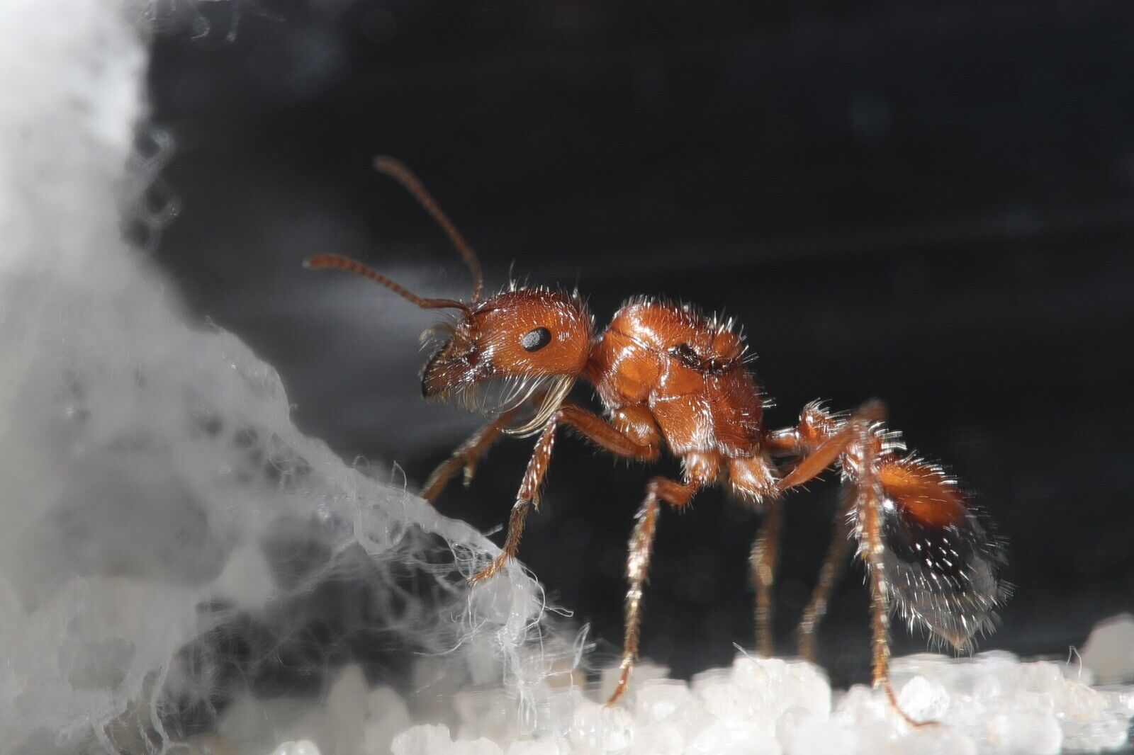 California Harvester Queen Ant (Pogonomyrmex Californicus)NATIVE AREAS ONLY