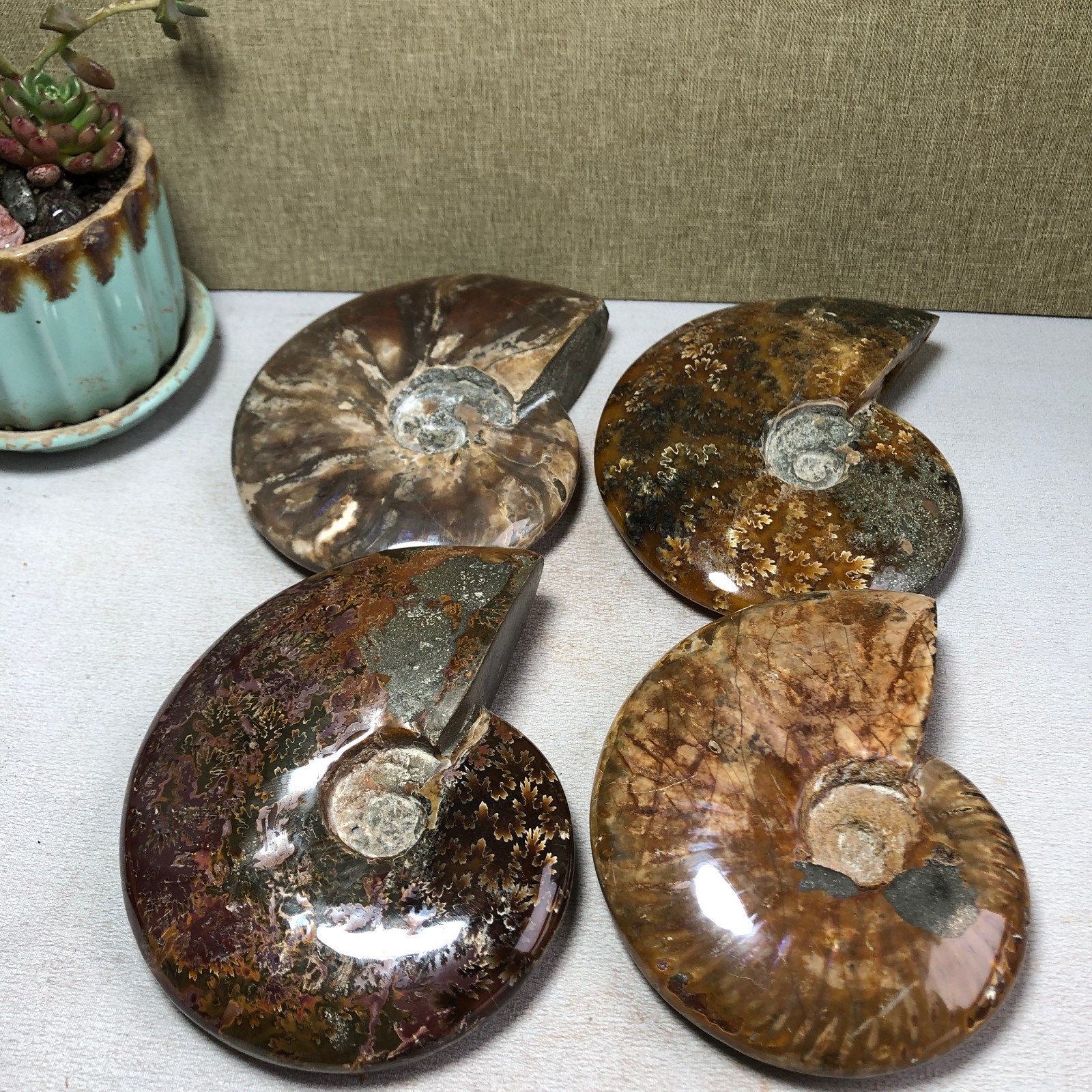 4pcs Natural conch Ammonite Crystal mineral original specimens 1.96kg A3926