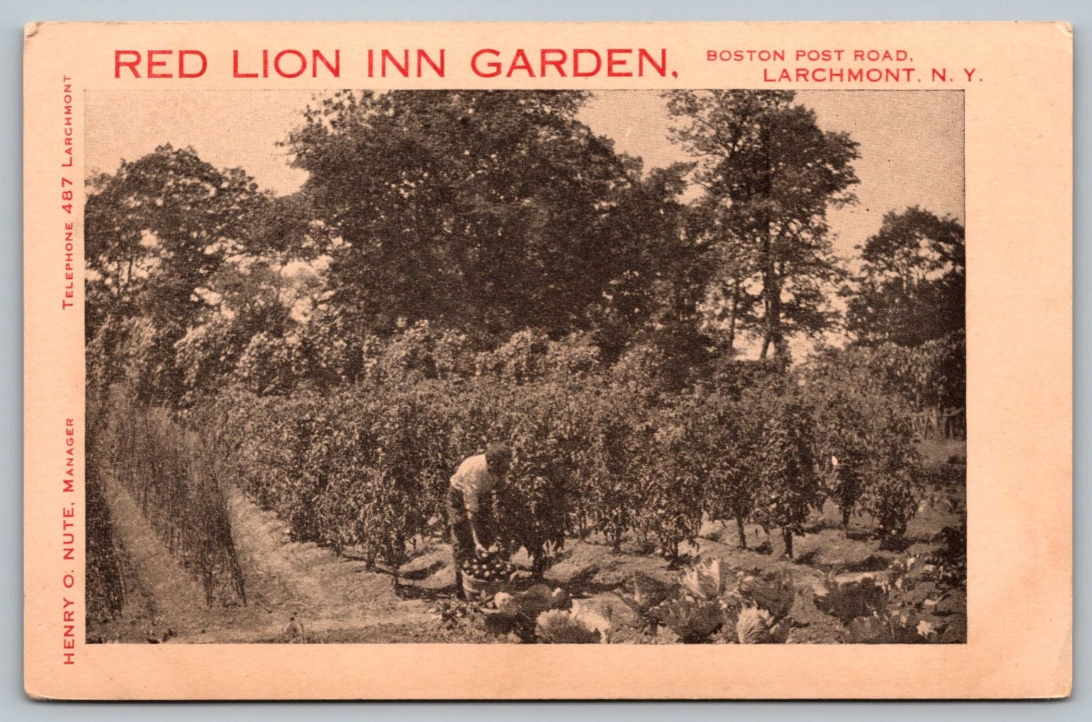 Red Lion Inn Garden Larchmont NY Boston Post Road Postcard Westchester County