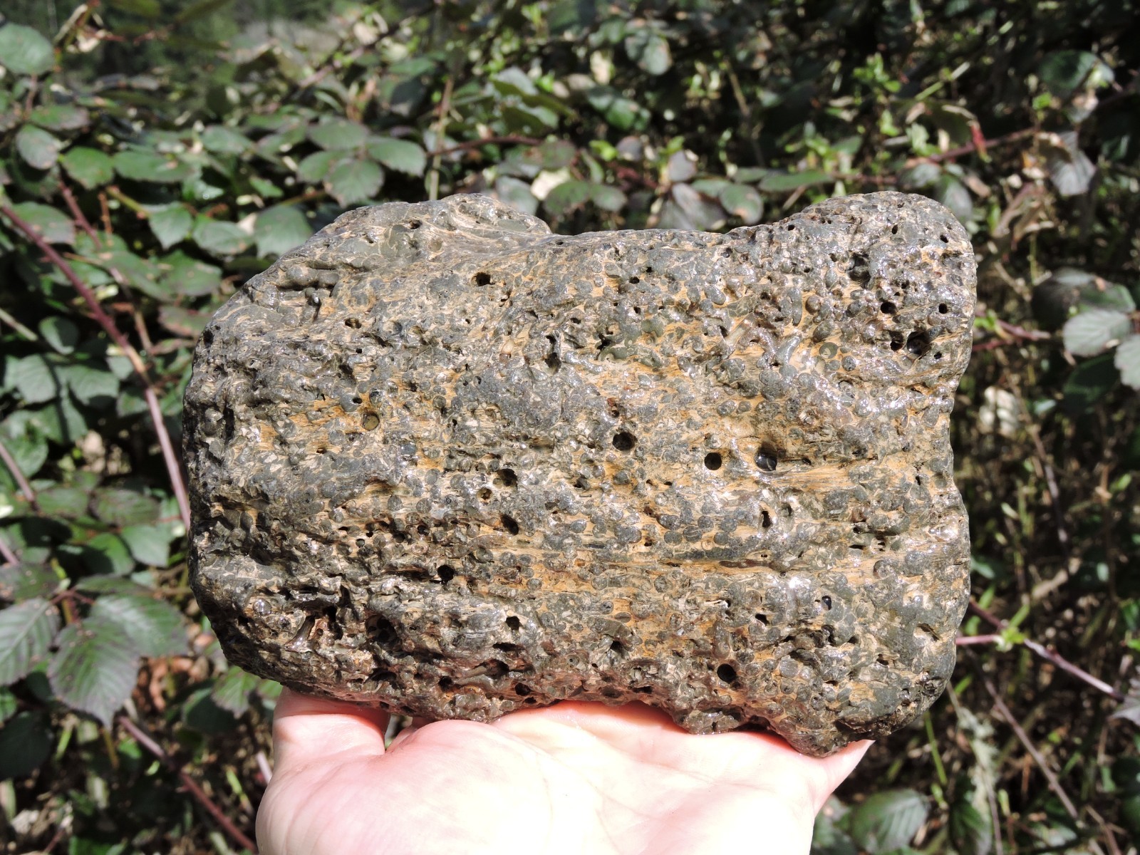 RARE Oregon Natural FOSSIL PETRIFIED TEREDO WOOD Stone w/ SHELL Inclusions 3lbs+ RARE Oregon Natural FOSSIL PETRIFIED TEREDO WOOD Stone w/ SHELL Inclusions 3lbs+