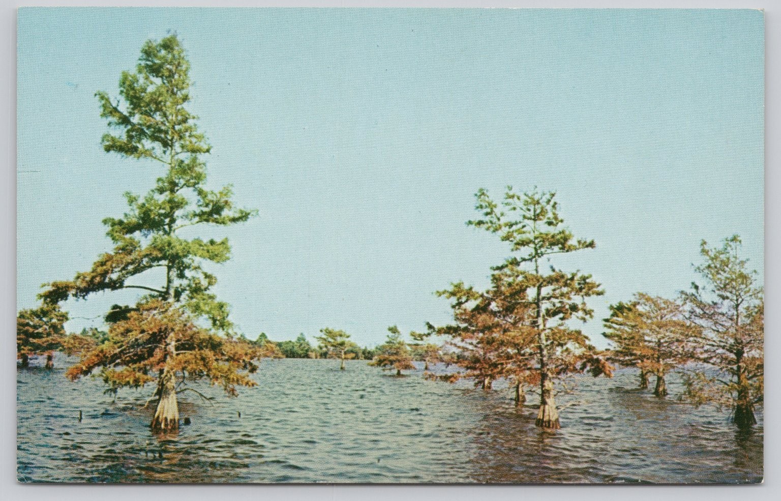 Vintage Cypress Trees on Lake Mattamuskeet Photochrome Postcard