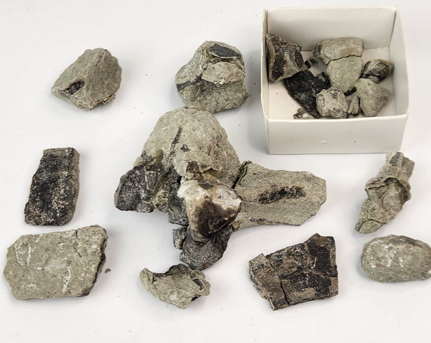 Juvenile Maiasaura Vertebra Process Prep Projects - Two Medicine - Teton Co., MT