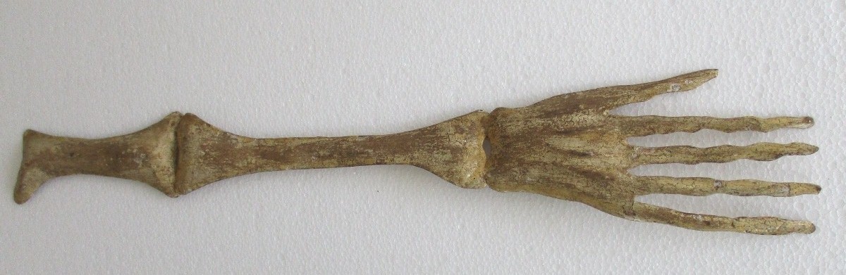 ANTIQUE ADVERTISEMENT TRADE SIGN HUMAN HAND BONES HAND MADE .