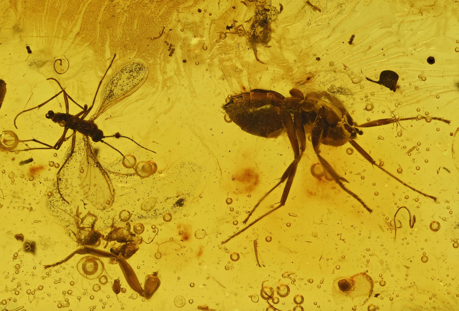 Four different insects (see list), Fossil Insect Inclusion in Baltic Amber