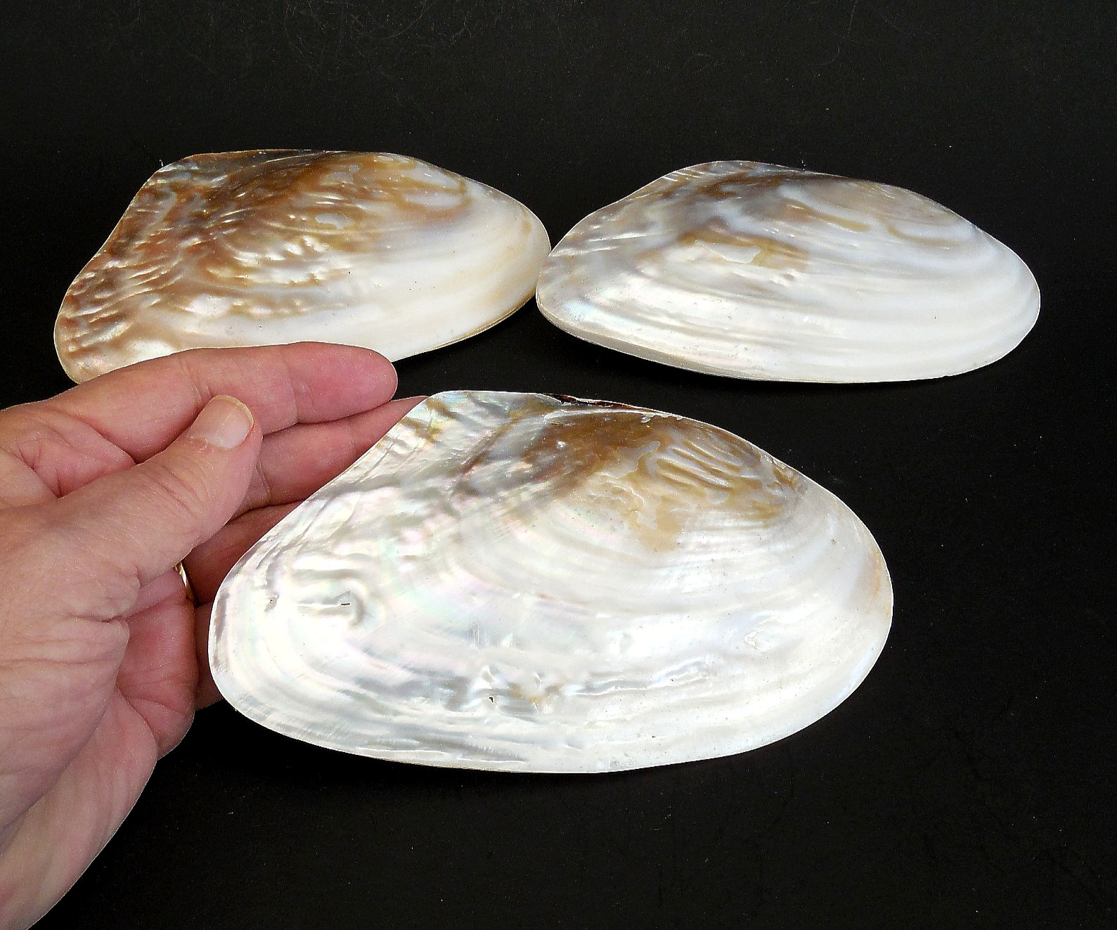 Large Pearlized Whole Clam Mussel Shells 3 pcs. 6\