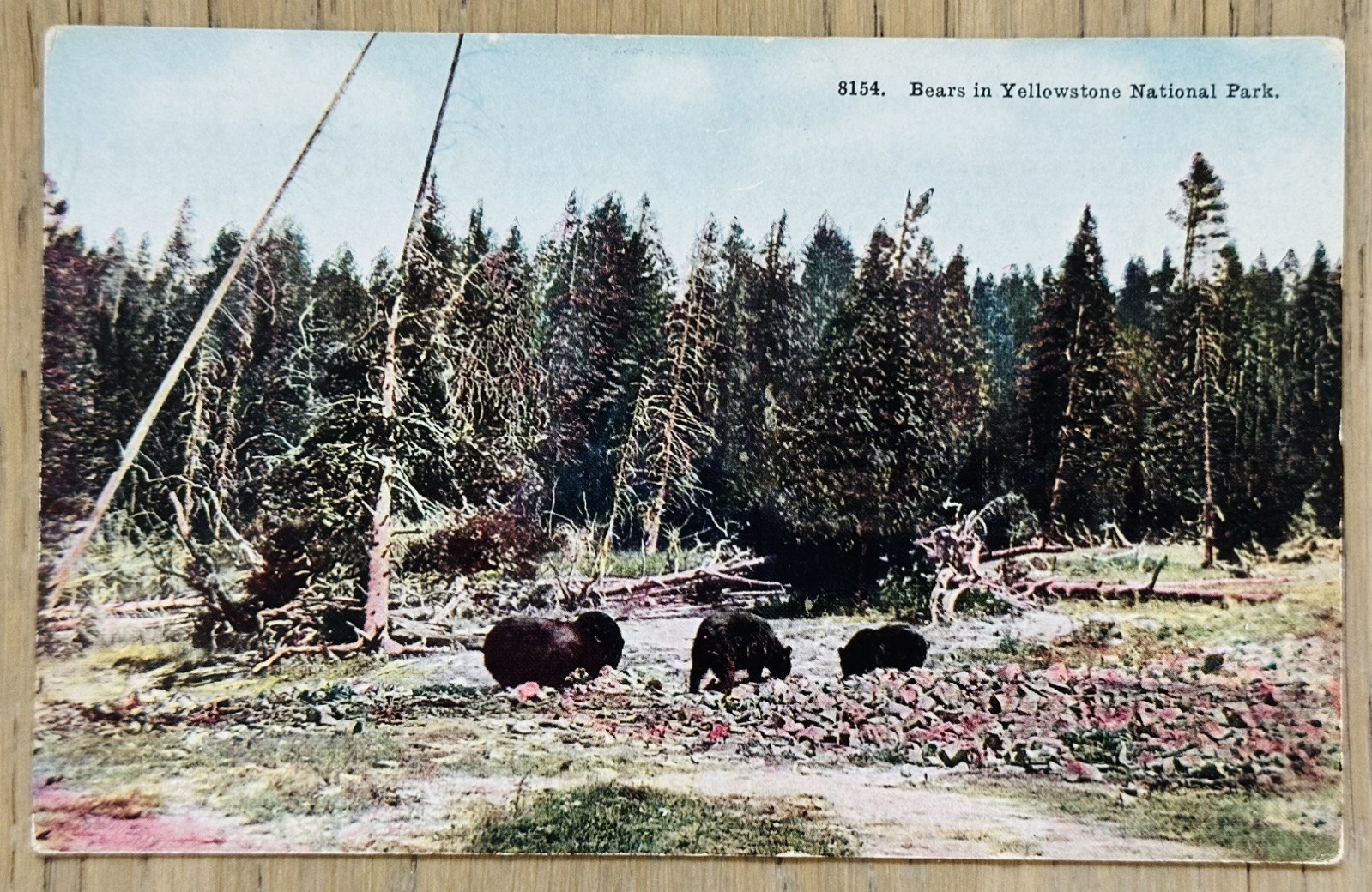 BLACK BEARS Yellowstone National Park WY Postcard VTG 1920s UNPOSTED Tammen 8154