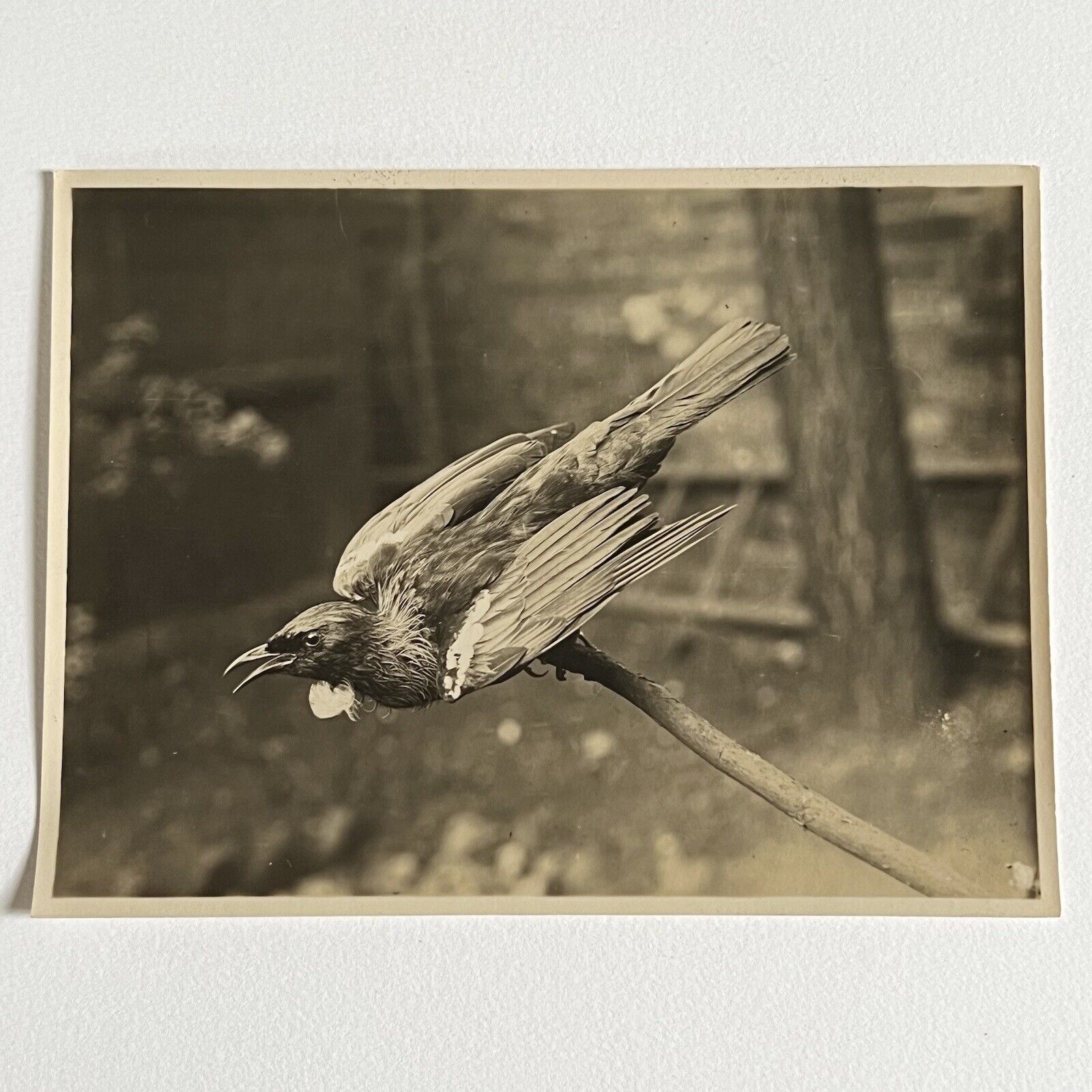 Antique Sepia Photograph Of Taxidermy Bird & Original Glass Negative Odd