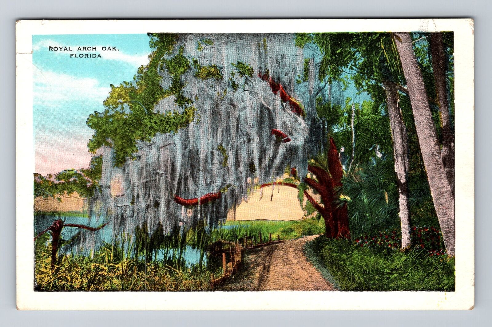 FL-Florida, Royal Arch Oak, Antique, Vintage Postcard