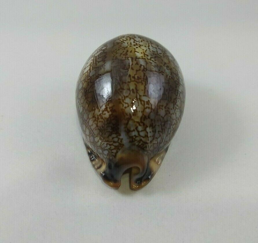 F Cypraea grayana GEM specimen 66mm F++++ red sea super natural glossy mauritia