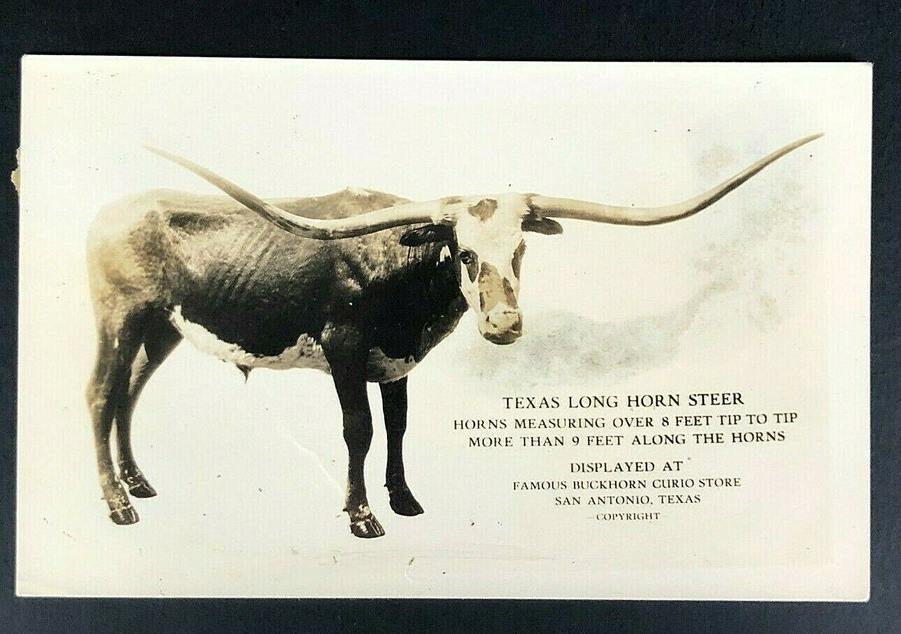  San Antonio, Texas Longhorn Postcard Vintage Souvenir BUCKHORN CURIO STORE 