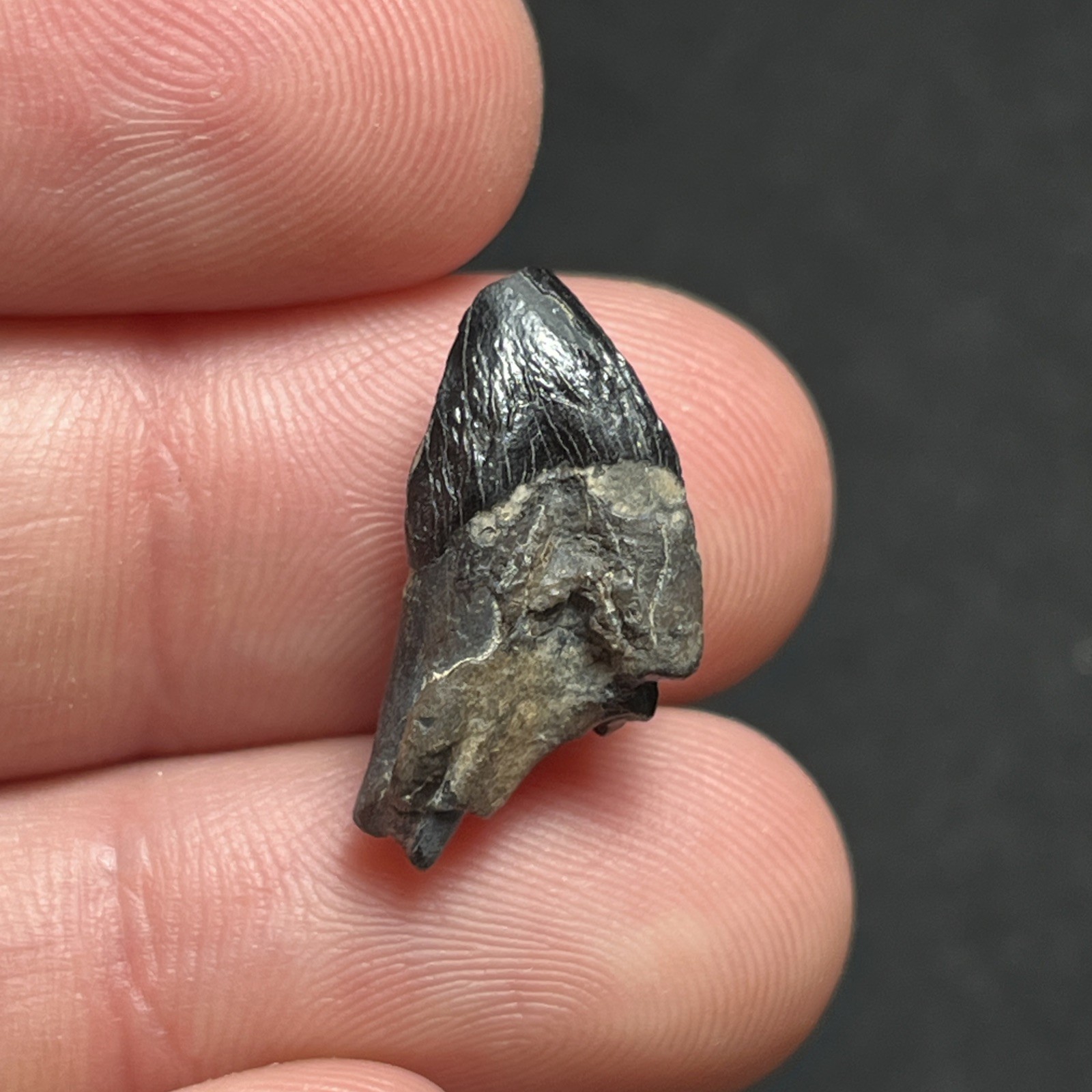 Extinct Fossil Cetacean Tooth Black Crown Summerville, SC - 0.85
