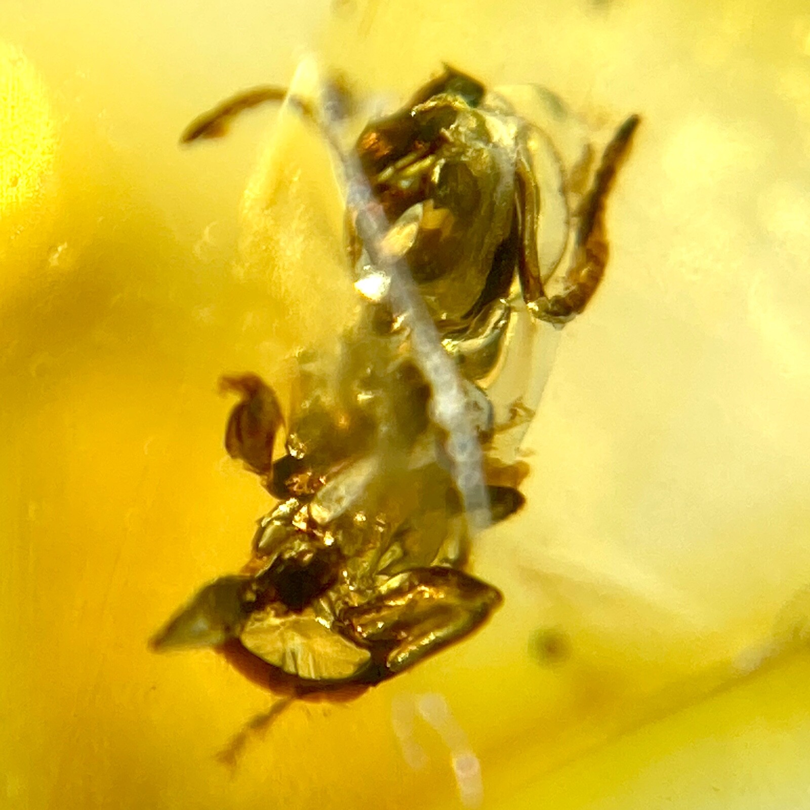 Baltic Amber Insect Inclusion and 4x Magnifying Display Case with COA