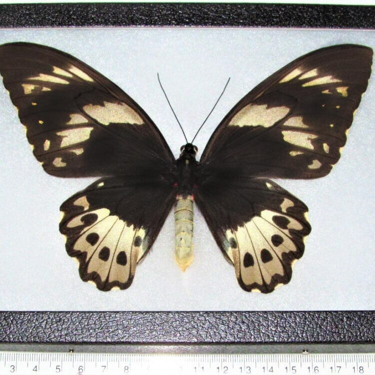 Ornithoptera pria FEMALE black gold butterfly Papua New Guinea FRAMED