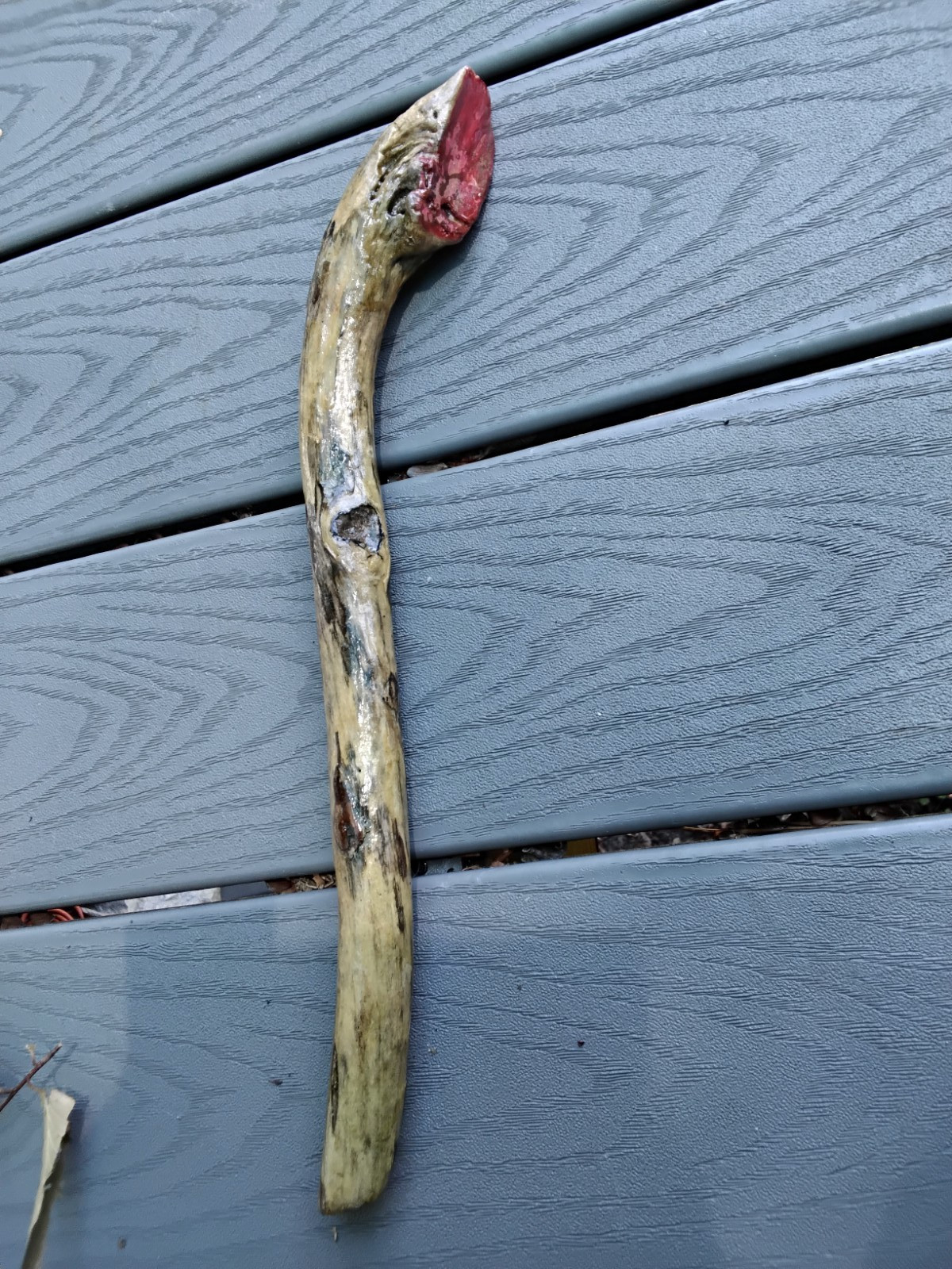 Native American Traditional Driftwood knot Warclub, clear coated, 15 in.