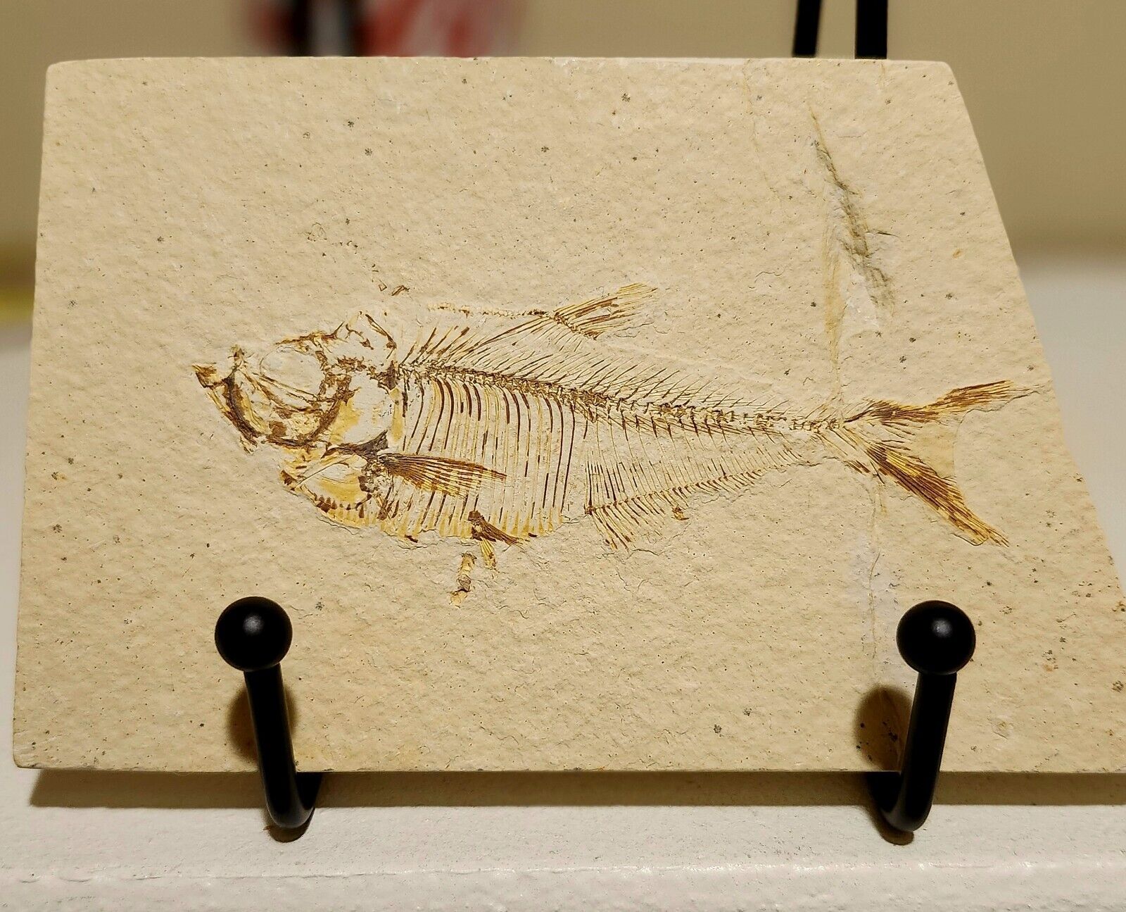 Fossilized Small Fish On Sandstone Or Natural Stone